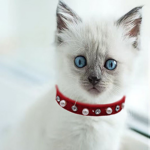 Reflective Pet Collar - Image 3